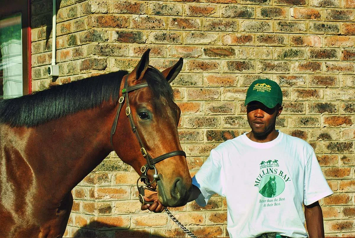 horse.jpg