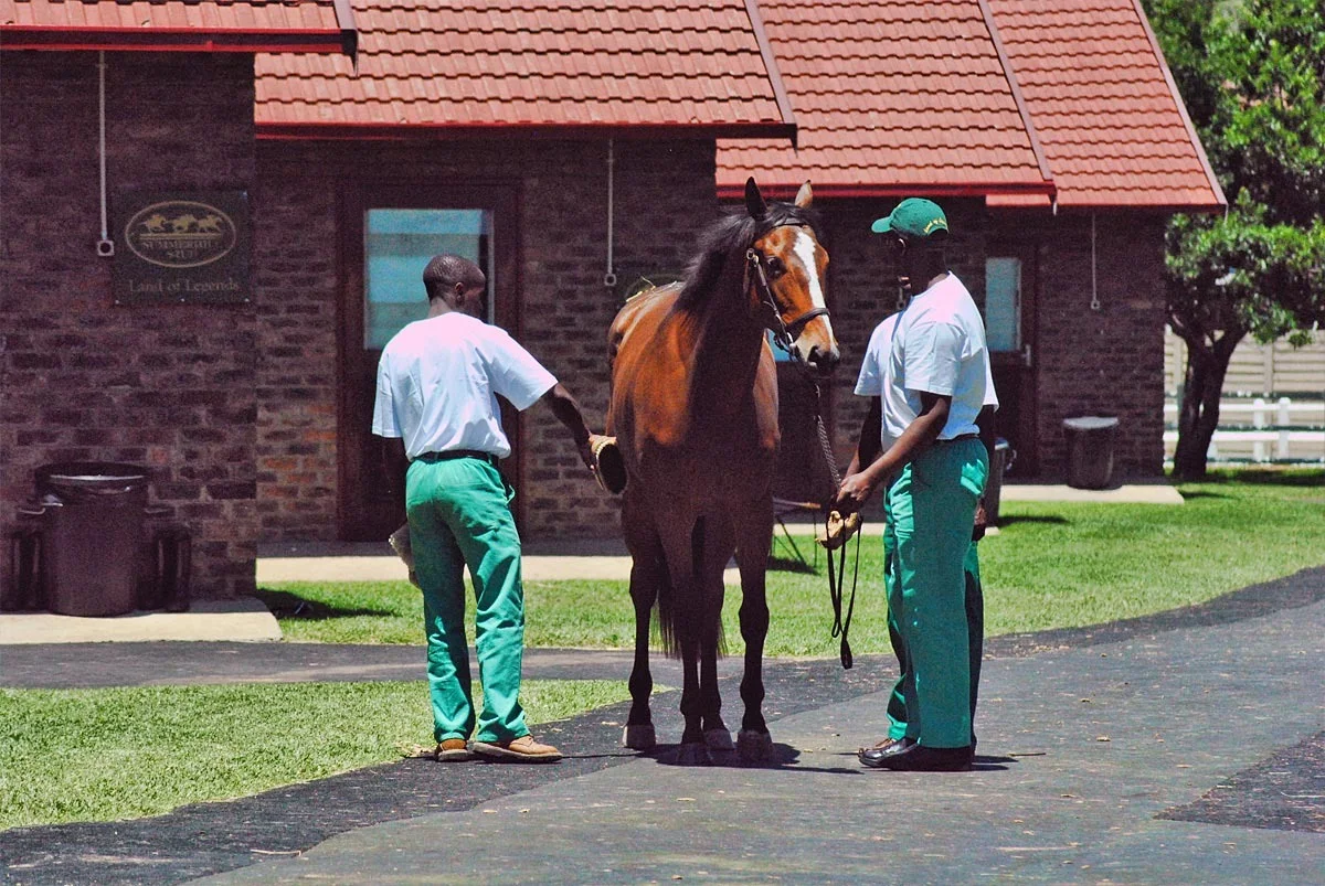 grooming-horse.jpg