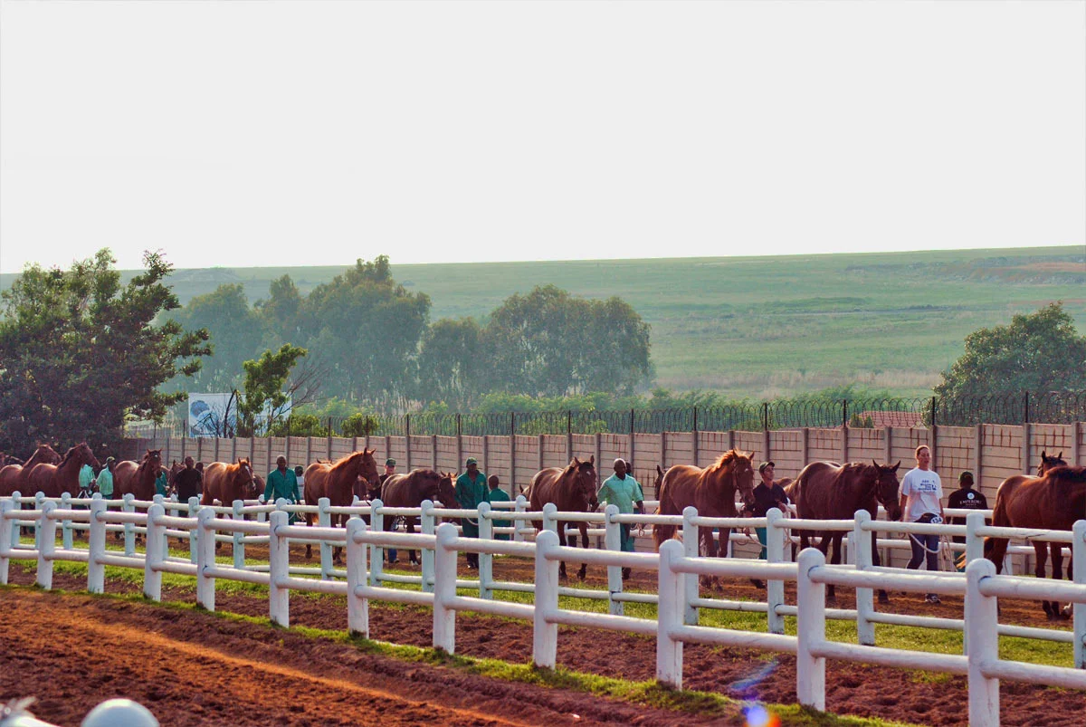 horses-walking.jpg