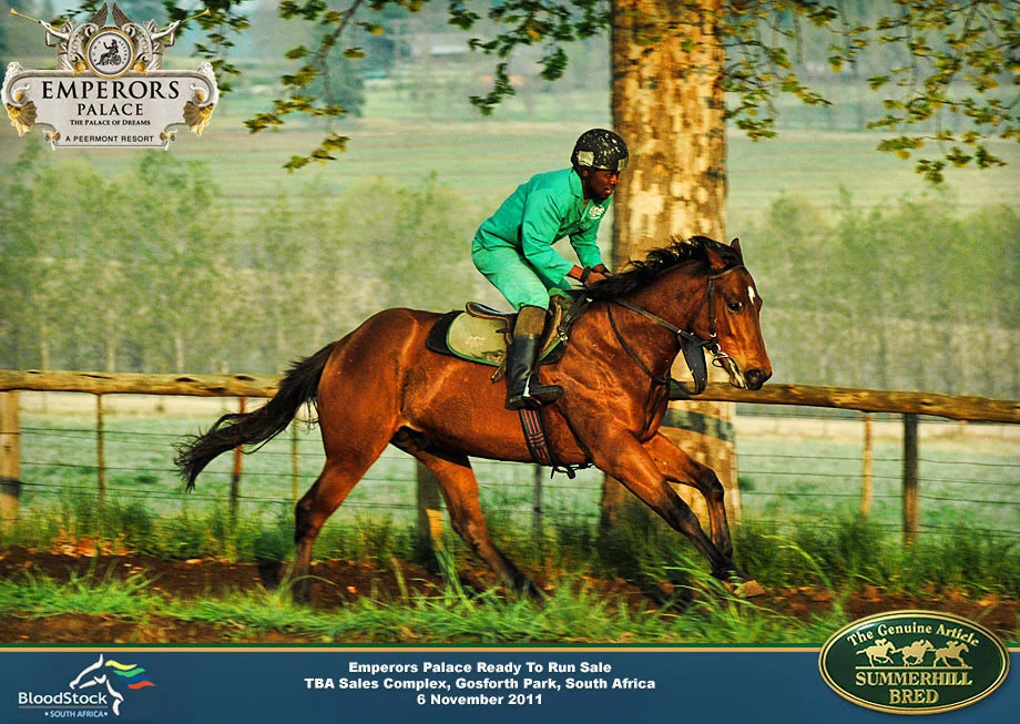 summerhill-ready-to-run-draft-22