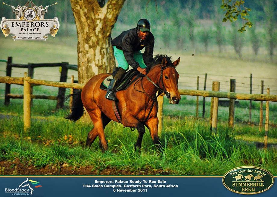 summerhill-ready-to-run-draft-24