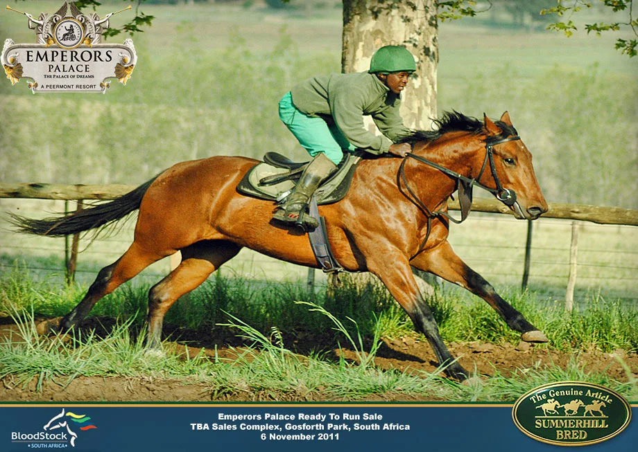 summerhill-ready-to-run-draft-7
