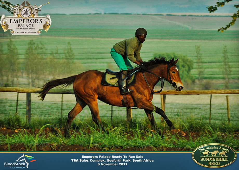 summerhill-ready-to-run-draft-9