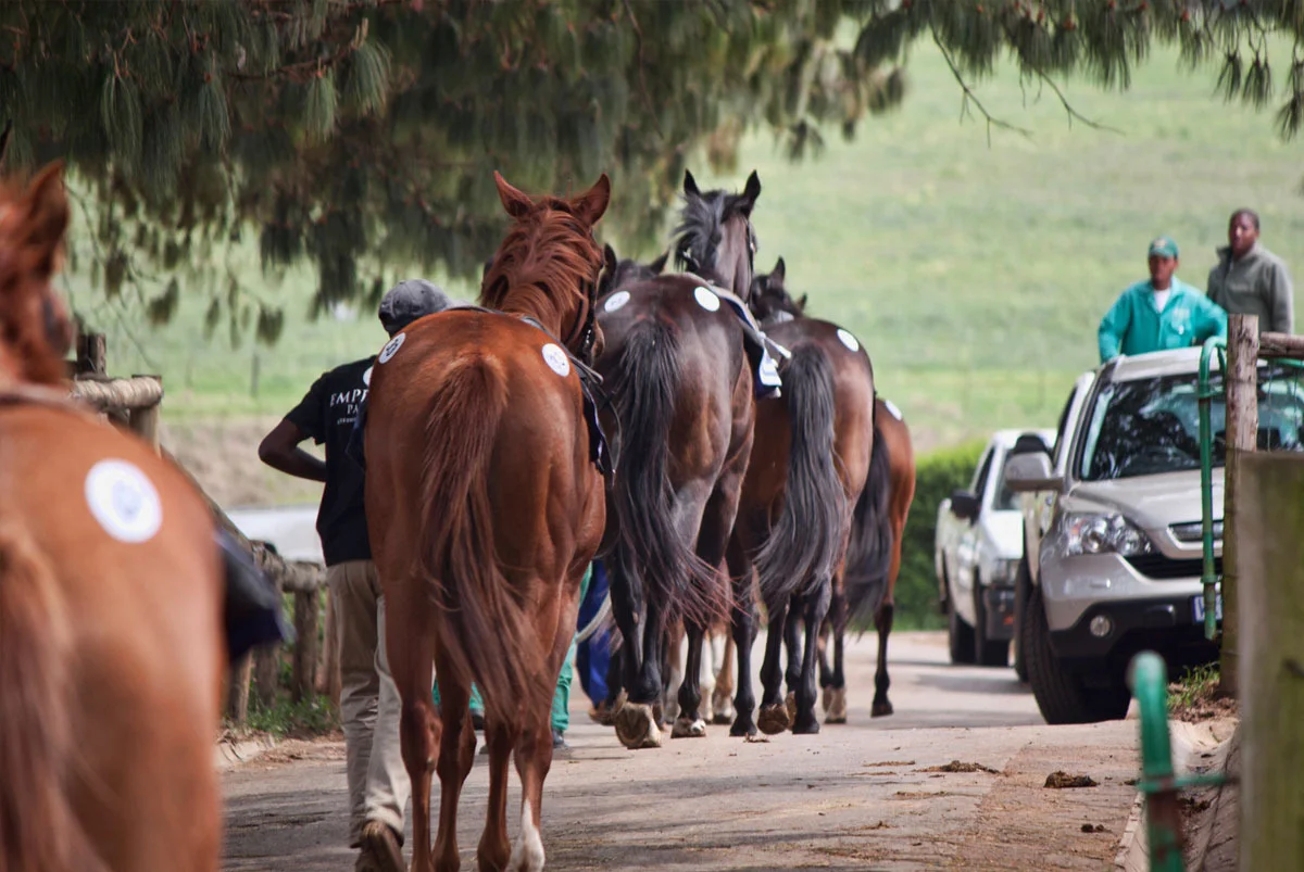 ready-to-run-gallops-1.jpg