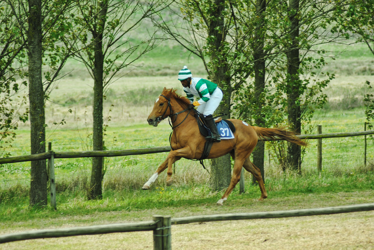 ready-to-run-gallops-48.jpg
