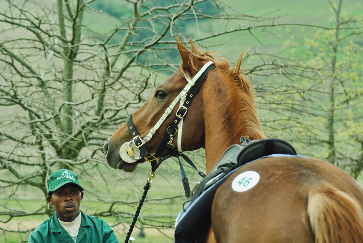 ready-to-run-gallops-23.jpg