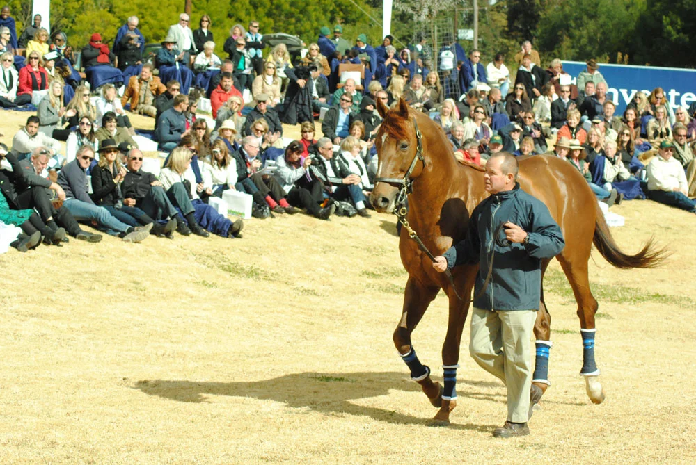 ap arrow stallion