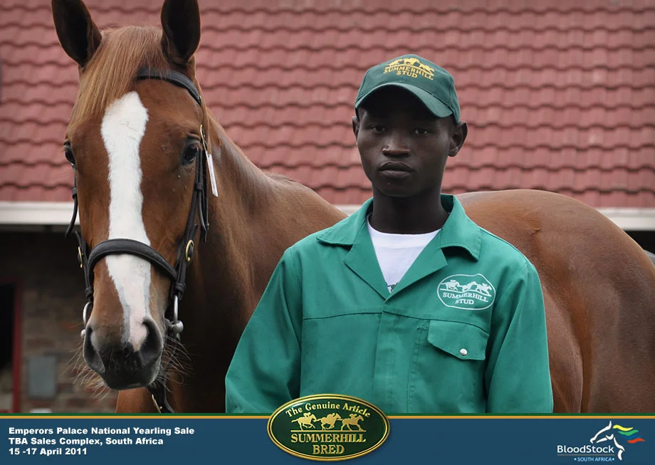 national-yearling-sale-south-africa-7.jpg