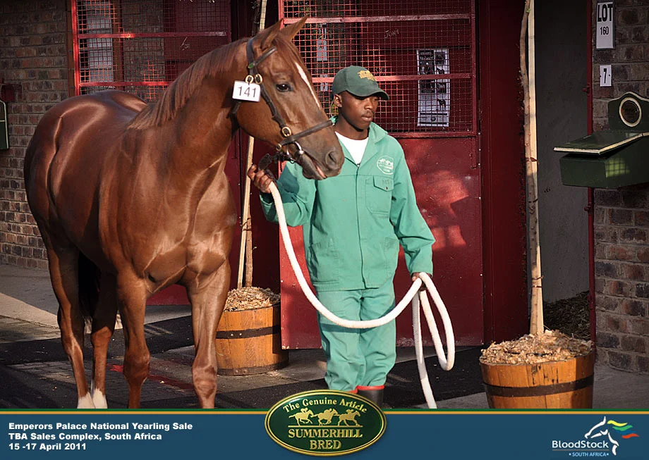national-yearling-sale-south-africa-1.jpg