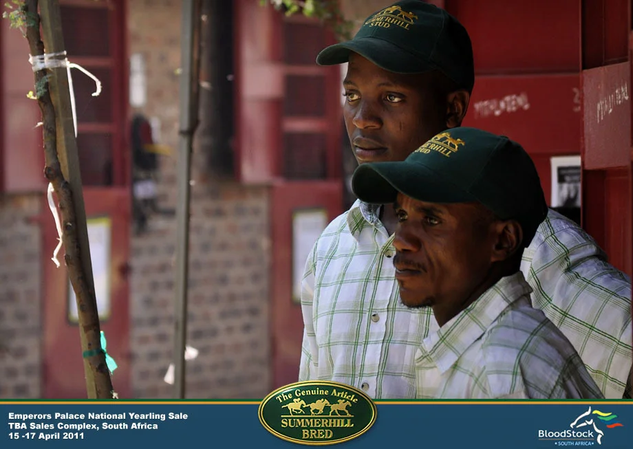 national-yearling-sale-south-africa-18.jpg
