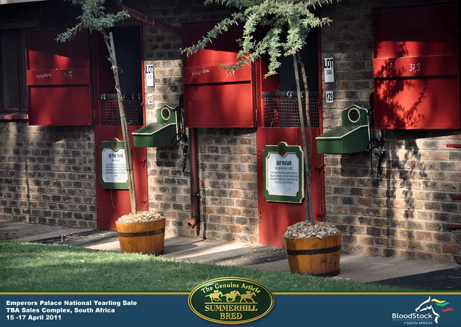 national-yearling-sale-south-africa-9.jpg