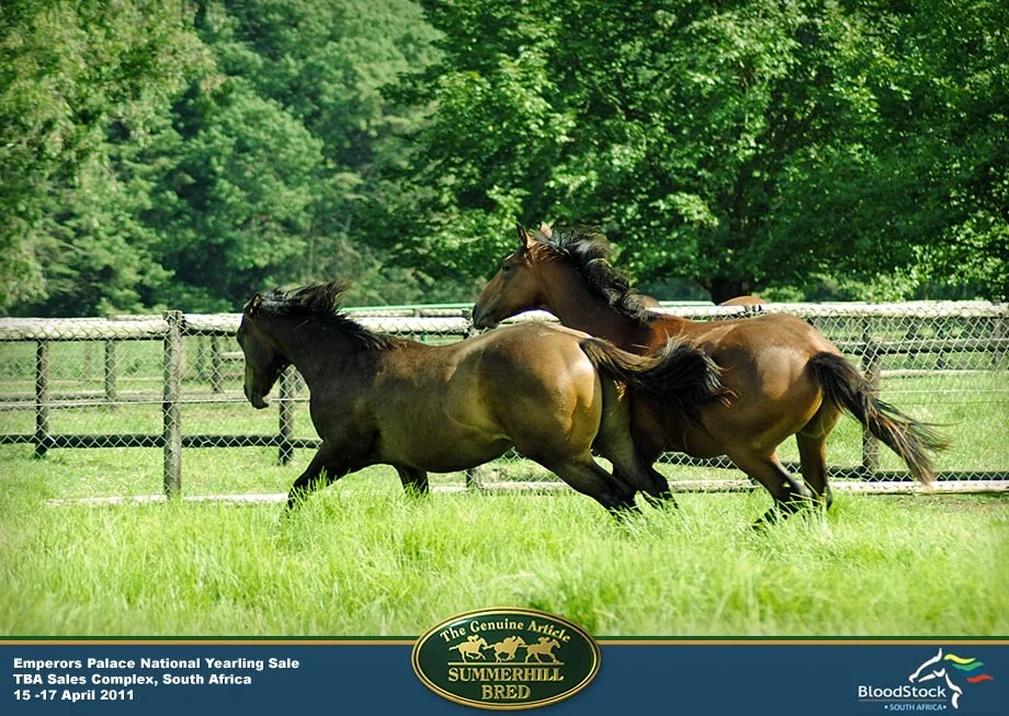 9 Summerhill National Yearling Sale 2011