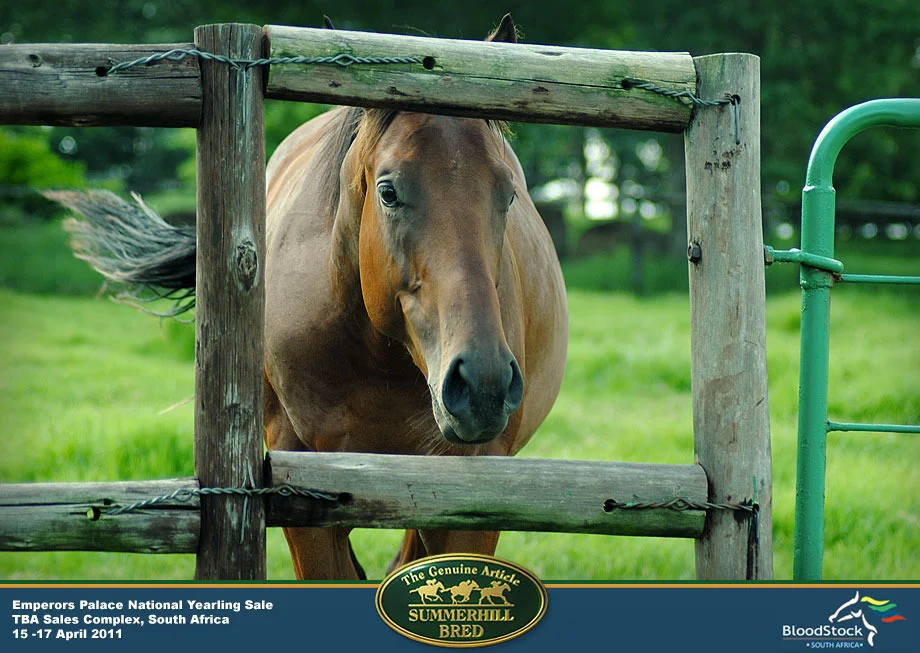 7 Summerhill National Yearling Sale 2011