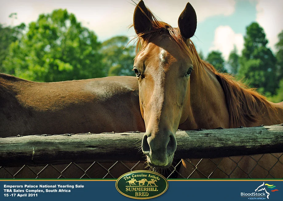 10 Summerhill National Yearling Sale 2011