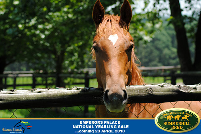 national-yearling-sale-2010-11.jpg