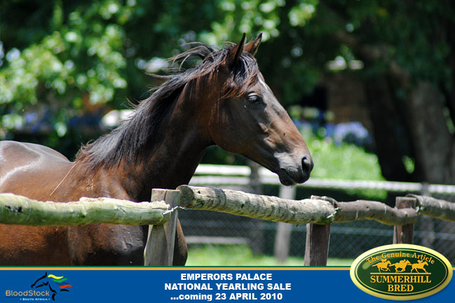 national-yearling-sale-2010-8.jpg