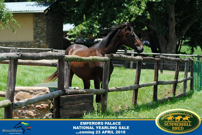 national-yearling-sale-2010-9.jpg