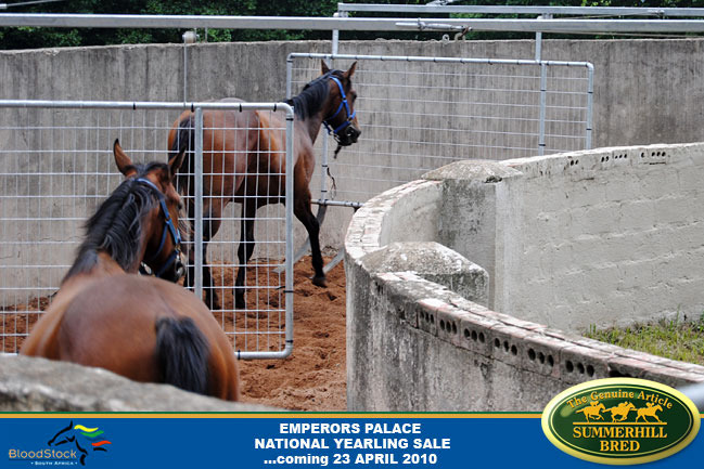 national-yearling-sale-2010-6.jpg