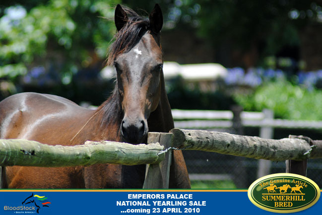 national-yearling-sale-2010-7.jpg