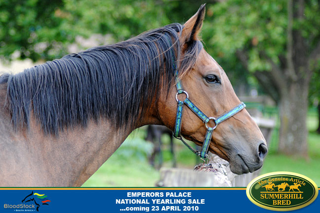 national-yearling-sale-2010-4.jpg