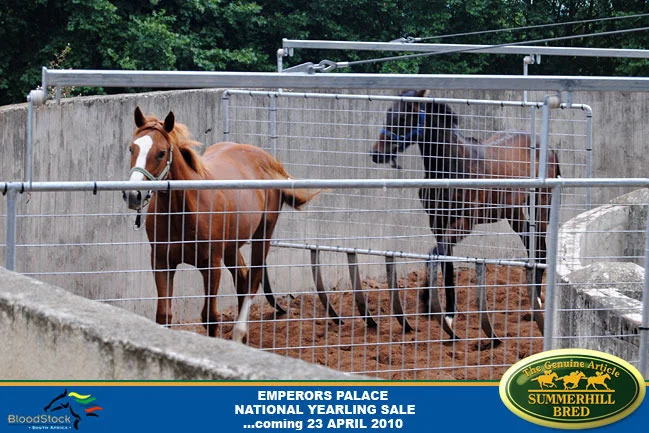 national-yearling-sale-2010-5.jpg