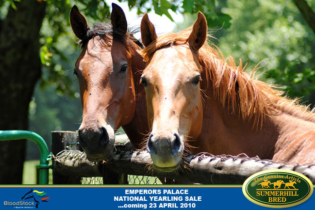 national-yearling-sale-2010-12.jpg