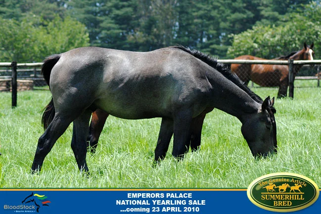 national-yearling-sale-2010-14.jpg