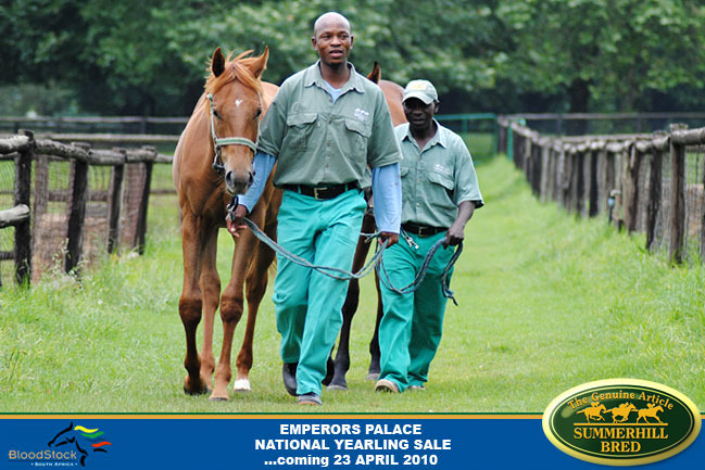 national-yearling-sale-2010-3.jpg