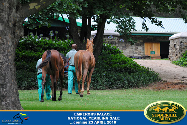national-yearling-sale-2010-2.jpg