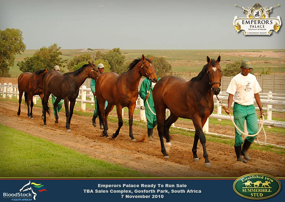Thoroughbred Race Horse Sale 36