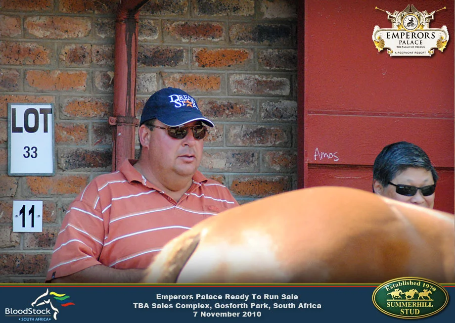 thoroughbred-racehorse-sale-31.jpg