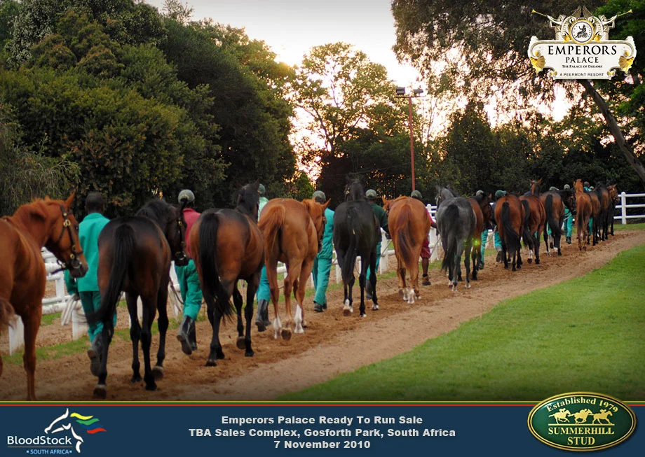 Thoroughbred Race Horse Sale 13