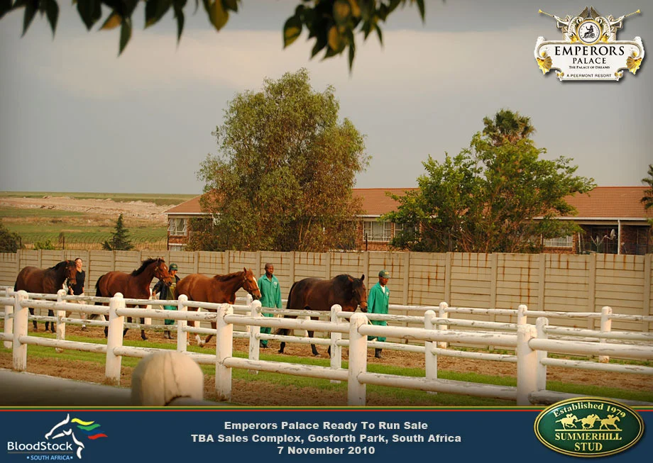 Thoroughbred Race Horse Sale 2