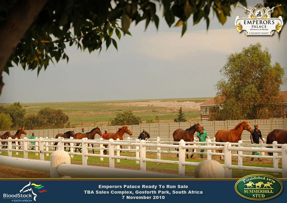 Thoroughbred Race Horse Sale 3