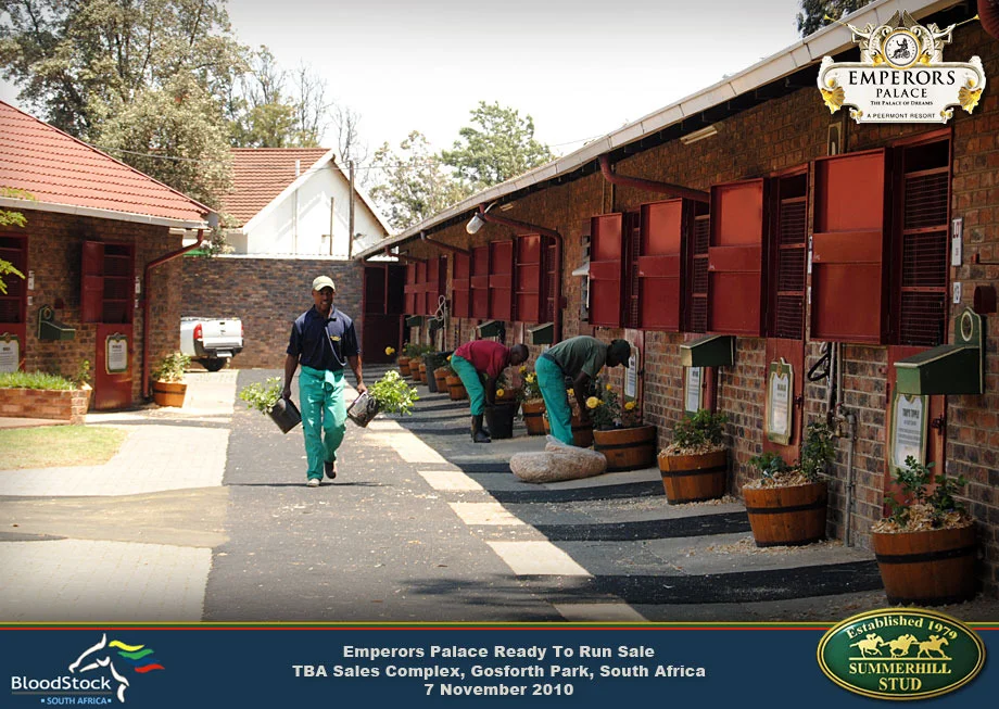 Thoroughbred Race Horse Sale 33