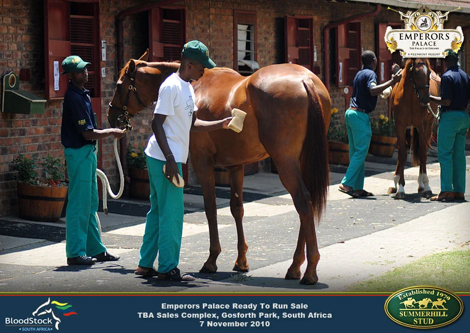 Thoroughbred Race Horse Sale 25