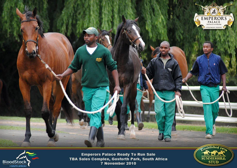Thoroughbred Race Horse Sale 8