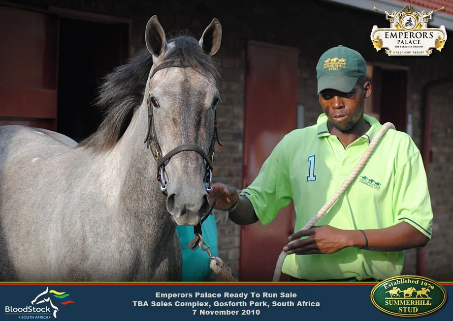 Thoroughbred Race Horse Sale 18