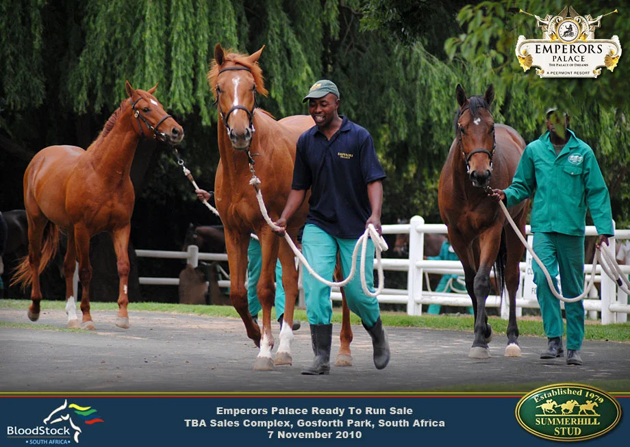 Thoroughbred Race Horse Sale 7