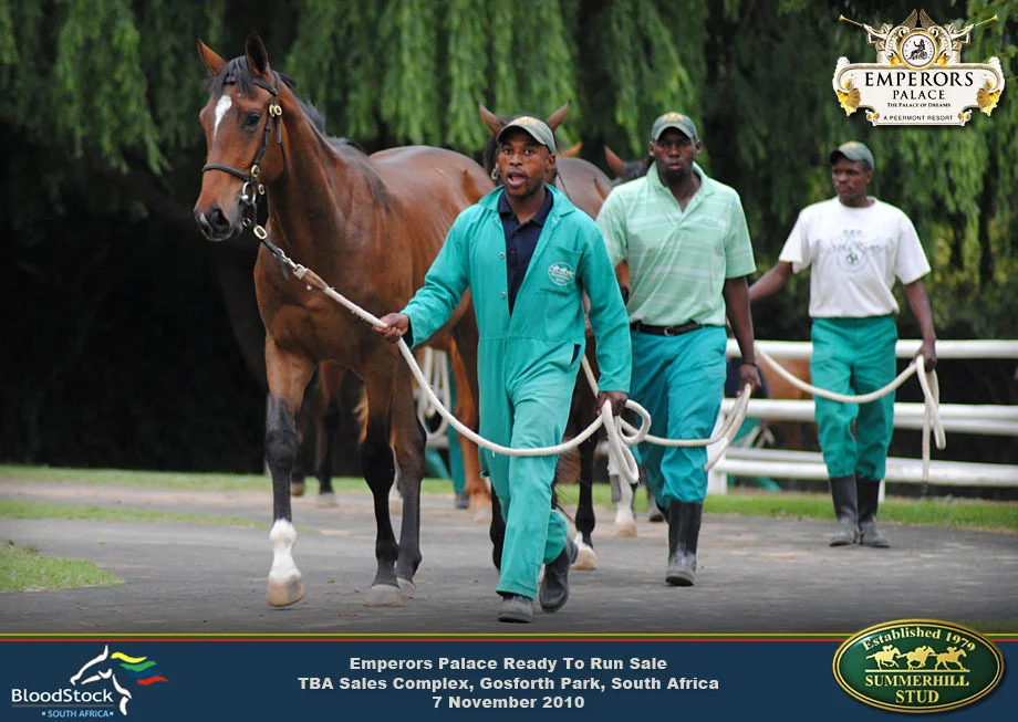 Thoroughbred Race Horse Sale 6