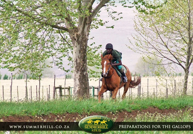 ready-to-run-pre-gallops-13.jpg