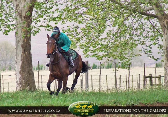 ready-to-run-pre-gallops-8.jpg