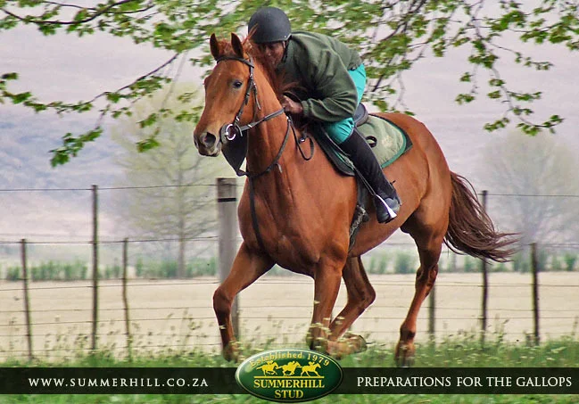 ready-to-run-pre-gallops-29.jpg