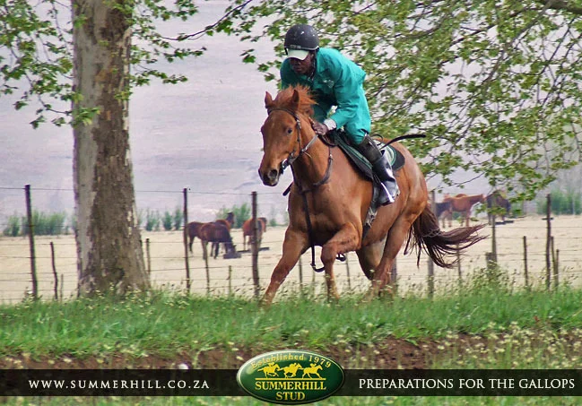 ready-to-run-pre-gallops-28.jpg