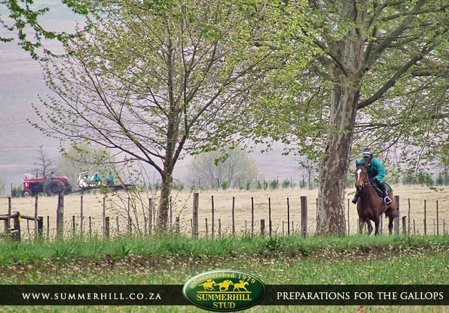 ready-to-run-pre-gallops-31.jpg