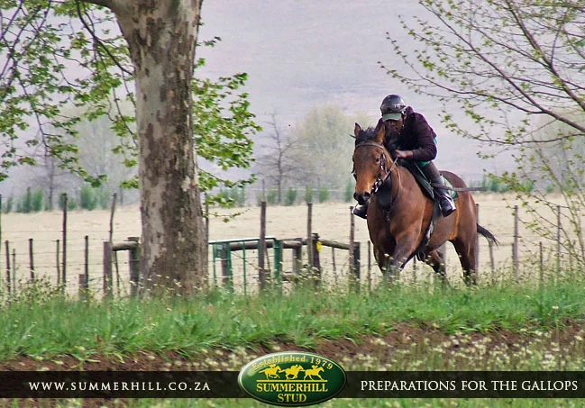 ready-to-run-pre-gallops-27.jpg