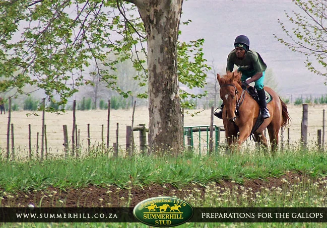 ready-to-run-pre-gallops-24.jpg