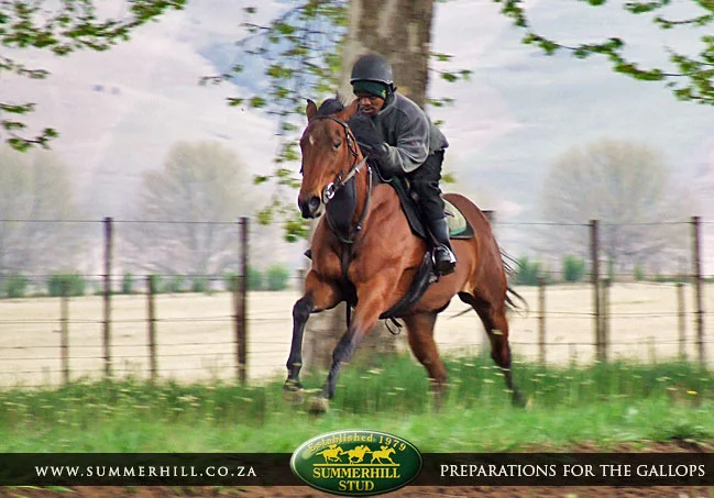 ready-to-run-pre-gallops-22.jpg