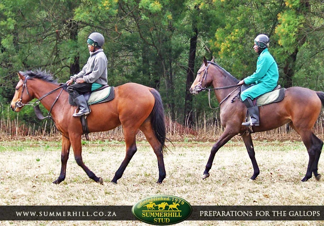 ready-to-run-pre-gallops-19.jpg