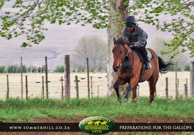 ready-to-run-pre-gallops-15.jpg
